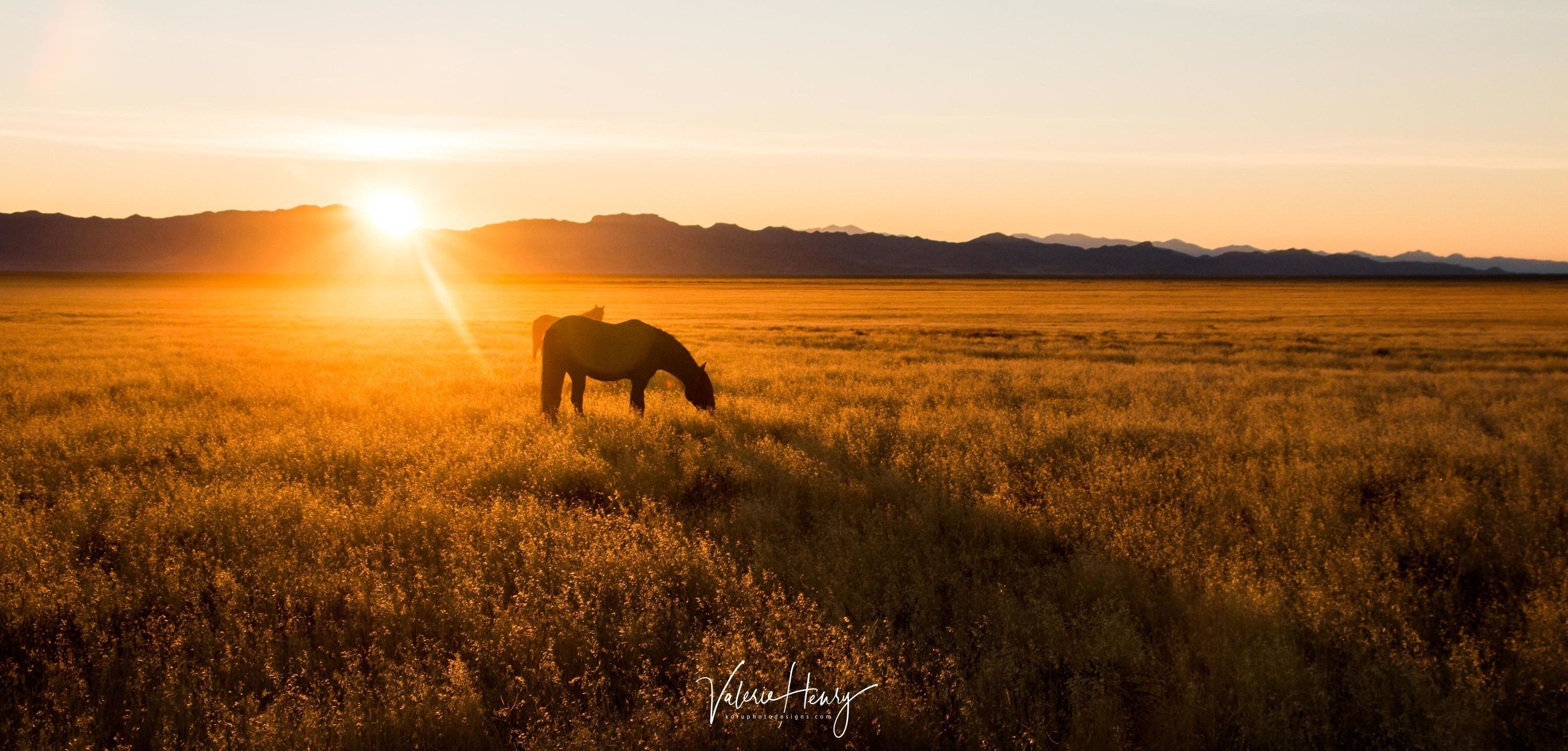 
        <div class='title'>
          Instagram sunset feeding
        </div>
       