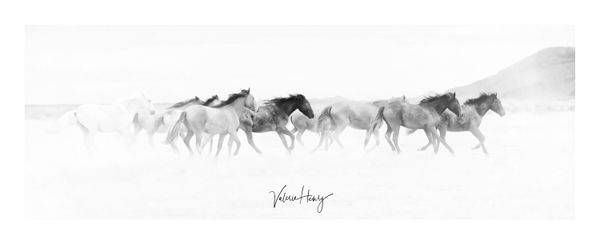 "Dancing With The Wind" Limited Edition Photography Art | Koru Photo Designs