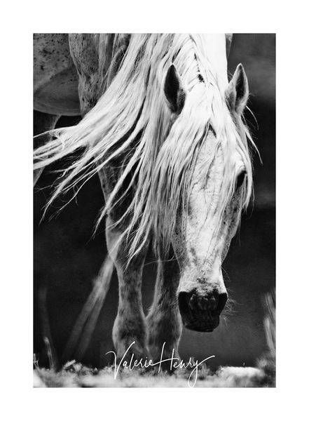 "Legends" Limited Edition Photography Art | Koru Photo Designs