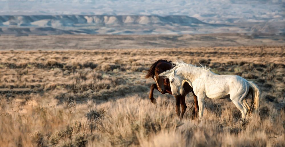 Spirits Of Windy Plains Photography Art | Koru Photo Designs