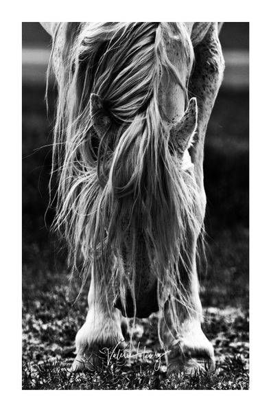 "Graceful Surrender" Limited Edition Photography Art | Koru Photo Designs