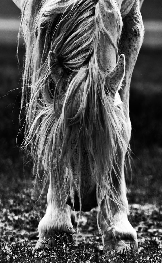 Graceful Surrender Photography Art | Koru Photo Designs