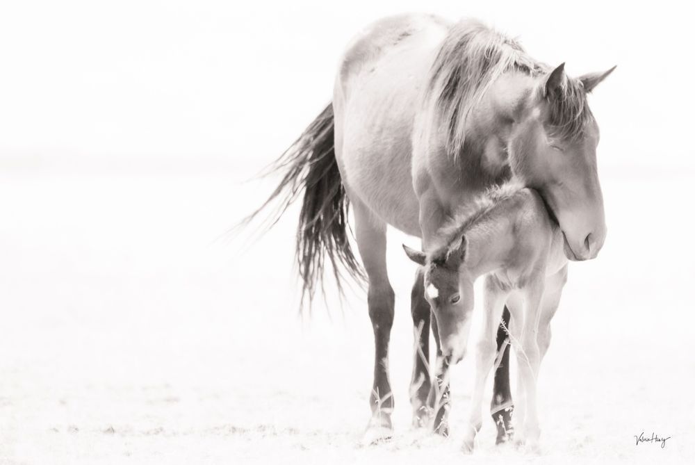 Softness Of Love Photography Art | Koru Photo Designs