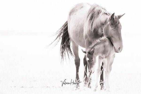 "Softness Of Love" Limited Edition Photography Art | Koru Photo Designs