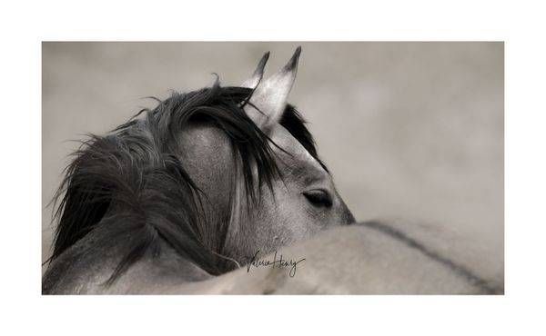"Warrior Within" Limited Edition Photography Art | Koru Photo Designs