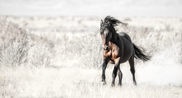 Thunder Photography Art | Koru Photo Designs