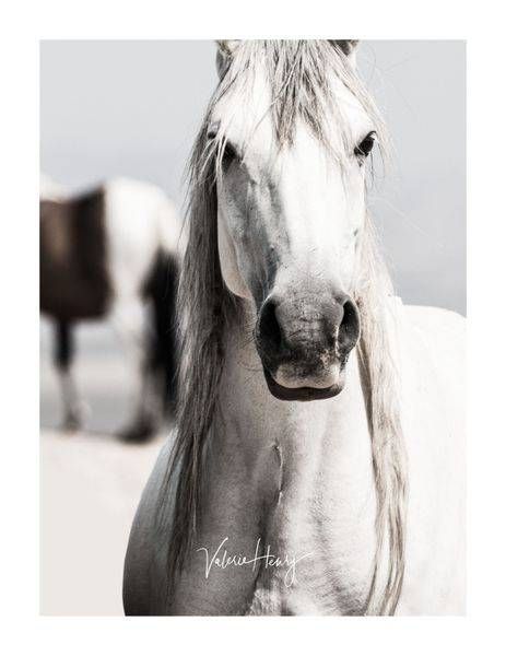 "Illusion" Limited Edition Photography Art | Koru Photo Designs