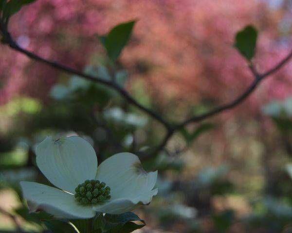 White Dogwood Flower At Vander Veer Botanical Park Art | Marie Stephens Art