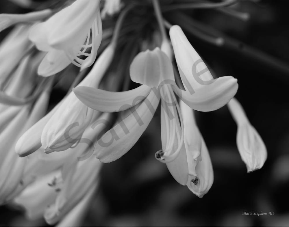 Elegant Black and White Agapanthus Flower Fine Art Photography Prints by Marie Stephens Art
