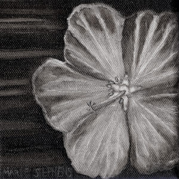 Geranium Sanguineum Art | Marie Stephens Art