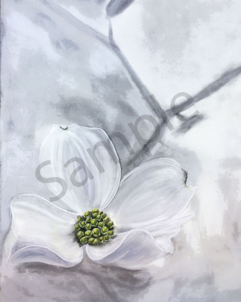 Flowering Dogwood Tree Art | Marie Stephens Art