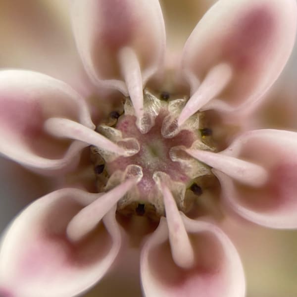 Img 4092 Art | Marie Stephens Art