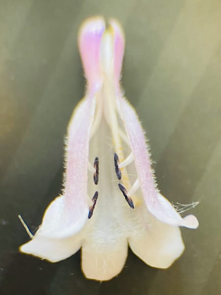 Img 2694 Art | Marie Stephens Art