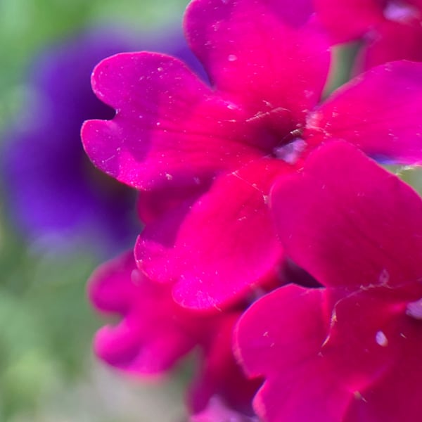 Img 2804 Art | Marie Stephens Art