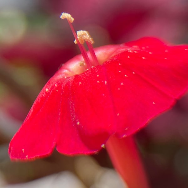 Img 2805 Art | Marie Stephens Art