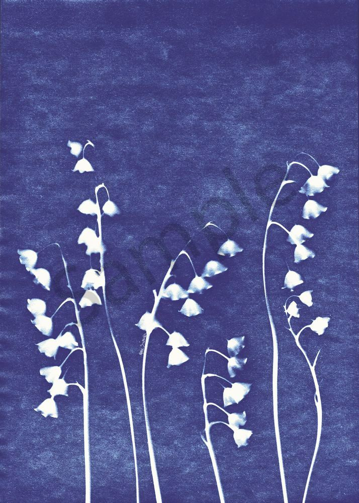 Lily of the Valley  cyanotype 1 marie stephens art