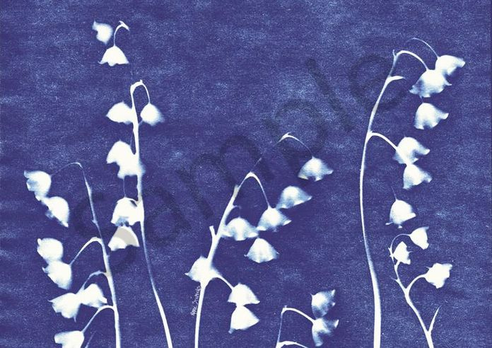 Lily of the Valley  cyanotype 1 marie stephens art
