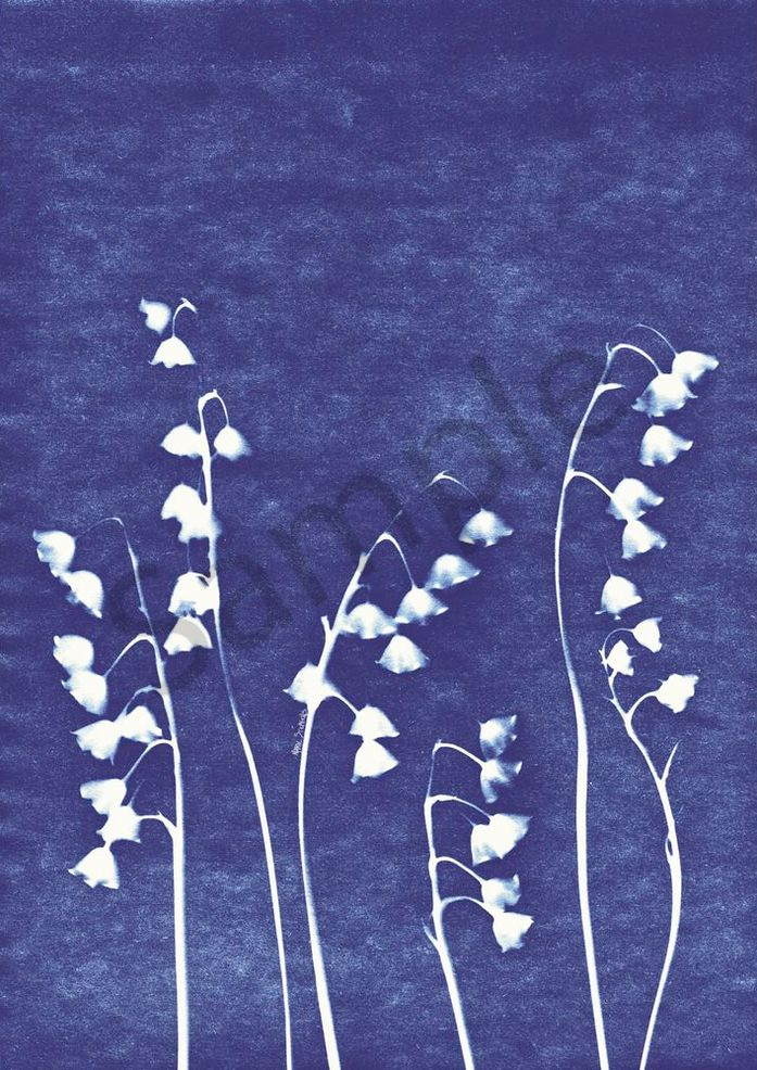 Lily of the Valley  cyanotype 1 marie stephens art