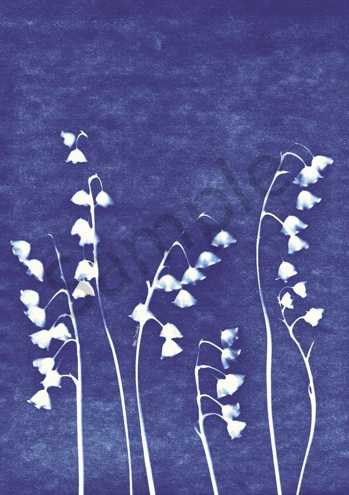 Lily of the Valley  cyanotype 1 marie stephens art