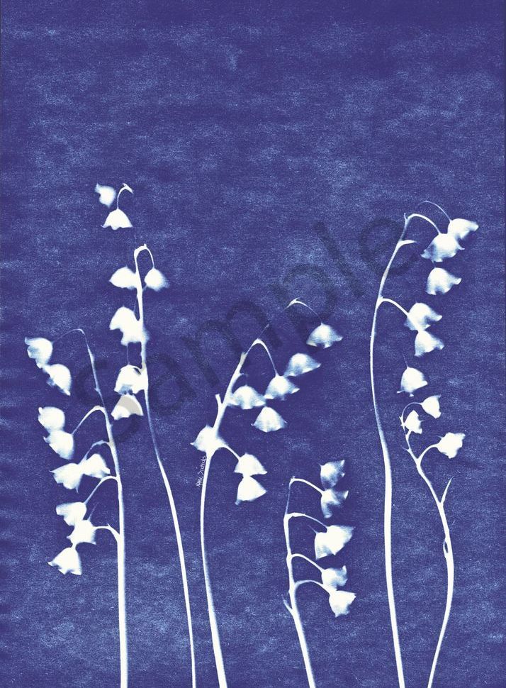 Lily of the Valley  cyanotype 1 marie stephens art