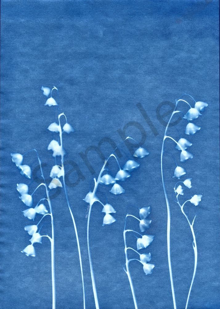 Lily of the Valley  cyanotype 1 marie stephens art