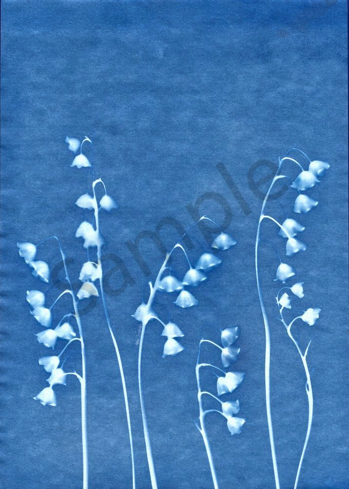 Lily of the Valley  cyanotype 1 marie stephens art