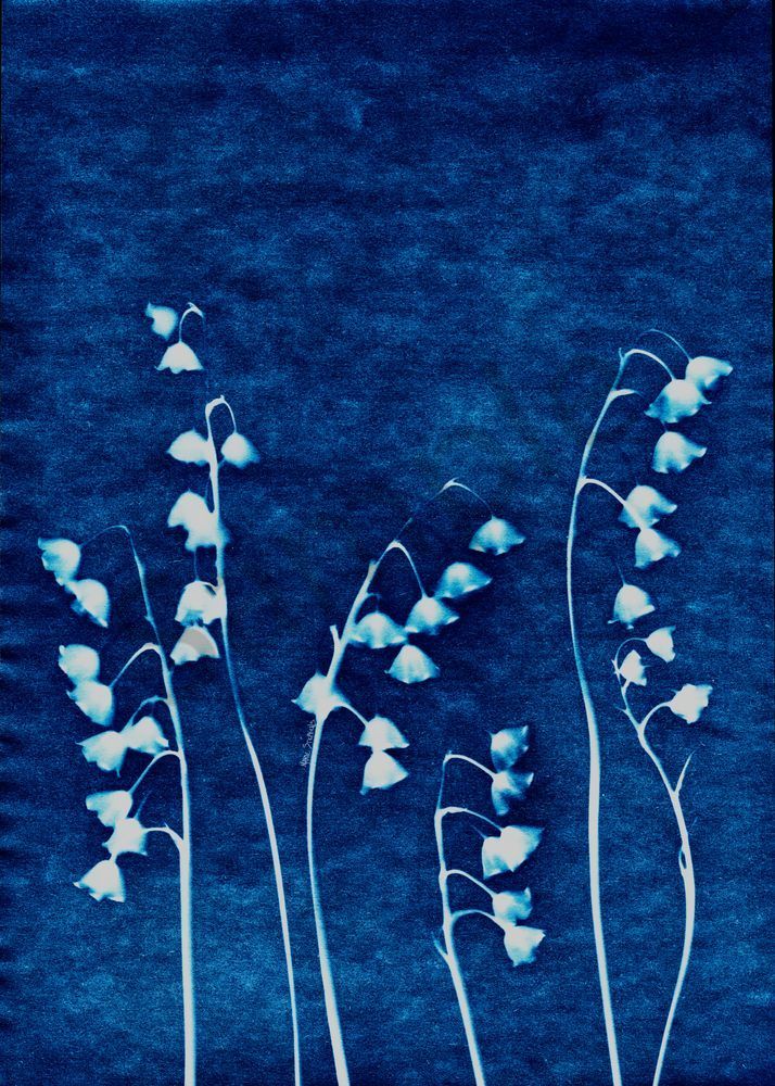 Lily of the Valley  cyanotype 1 marie stephens art
