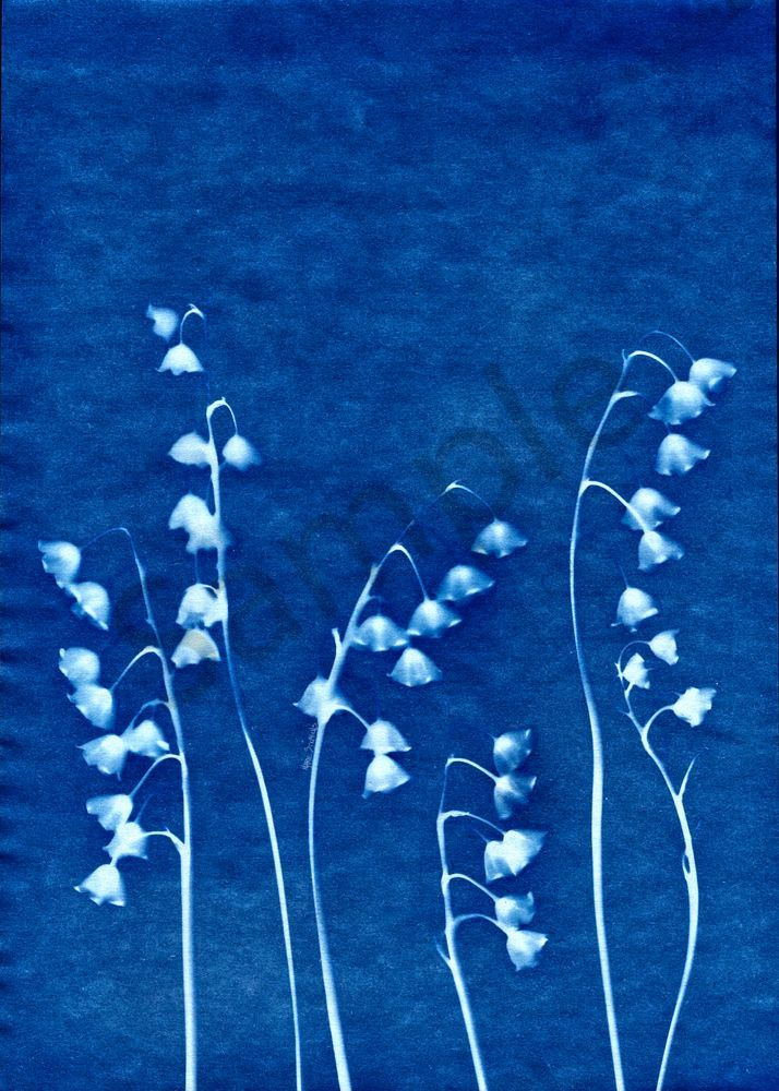 Lily of the Valley  cyanotype 1 marie stephens art