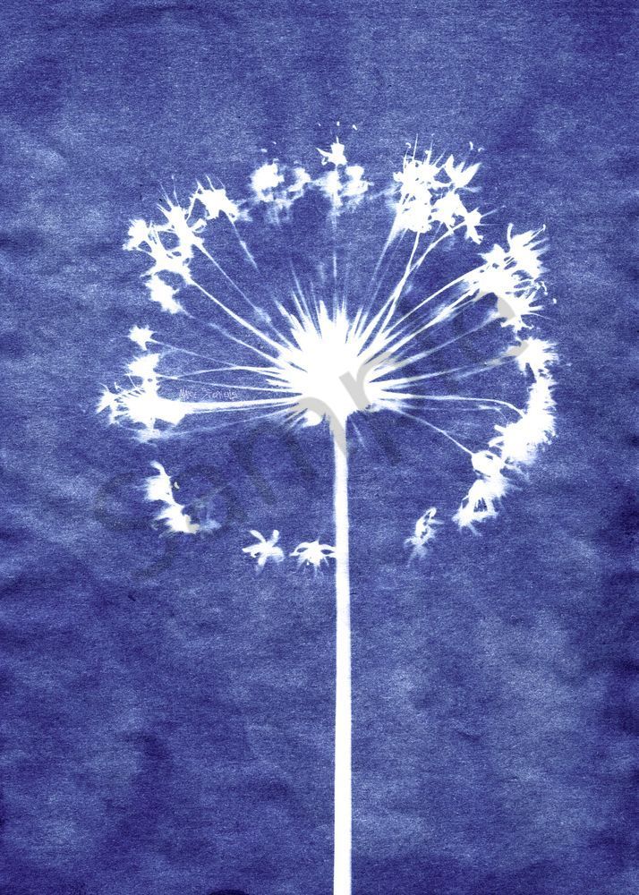 Shop Allium Flower Cyanotype Blue and White Prints