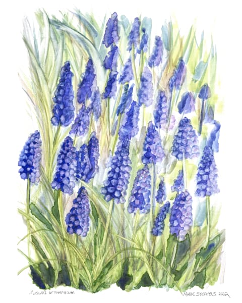 For All the Moms who Shaped Me, Grape Hyacinths