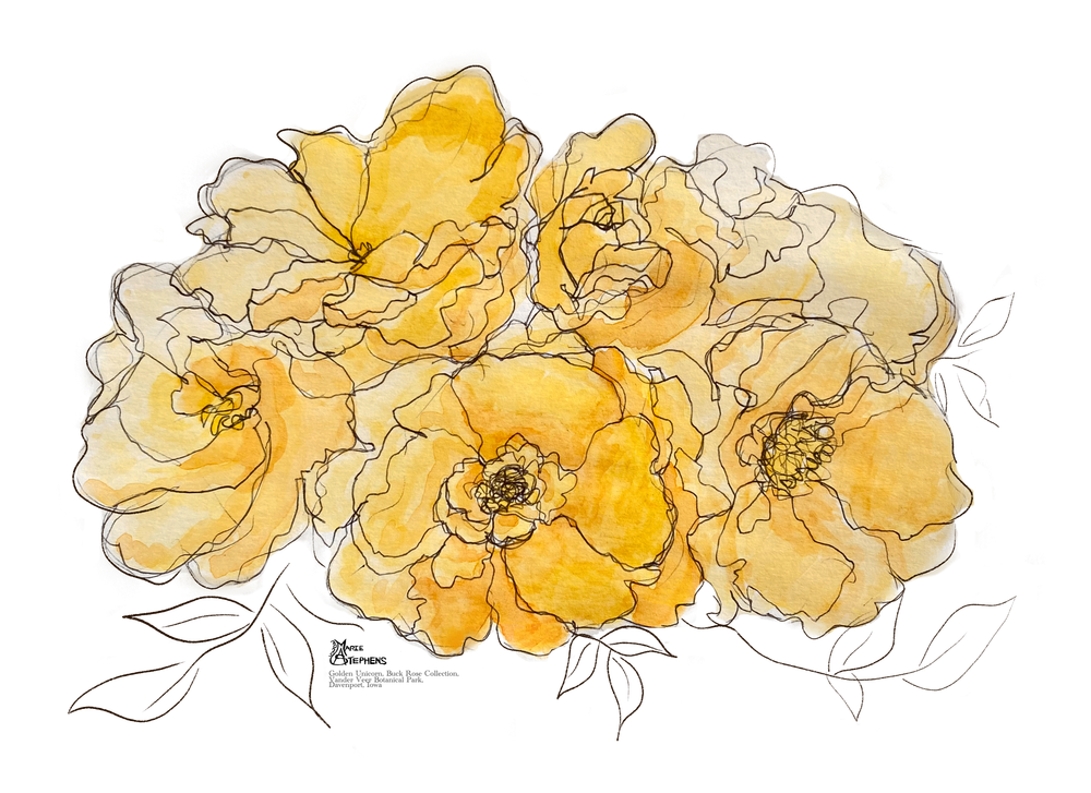 Golden Unicorn Buck Rose Watercolor And Ink For 8x10 Marie Stephens Art Art | Marie Stephens Art