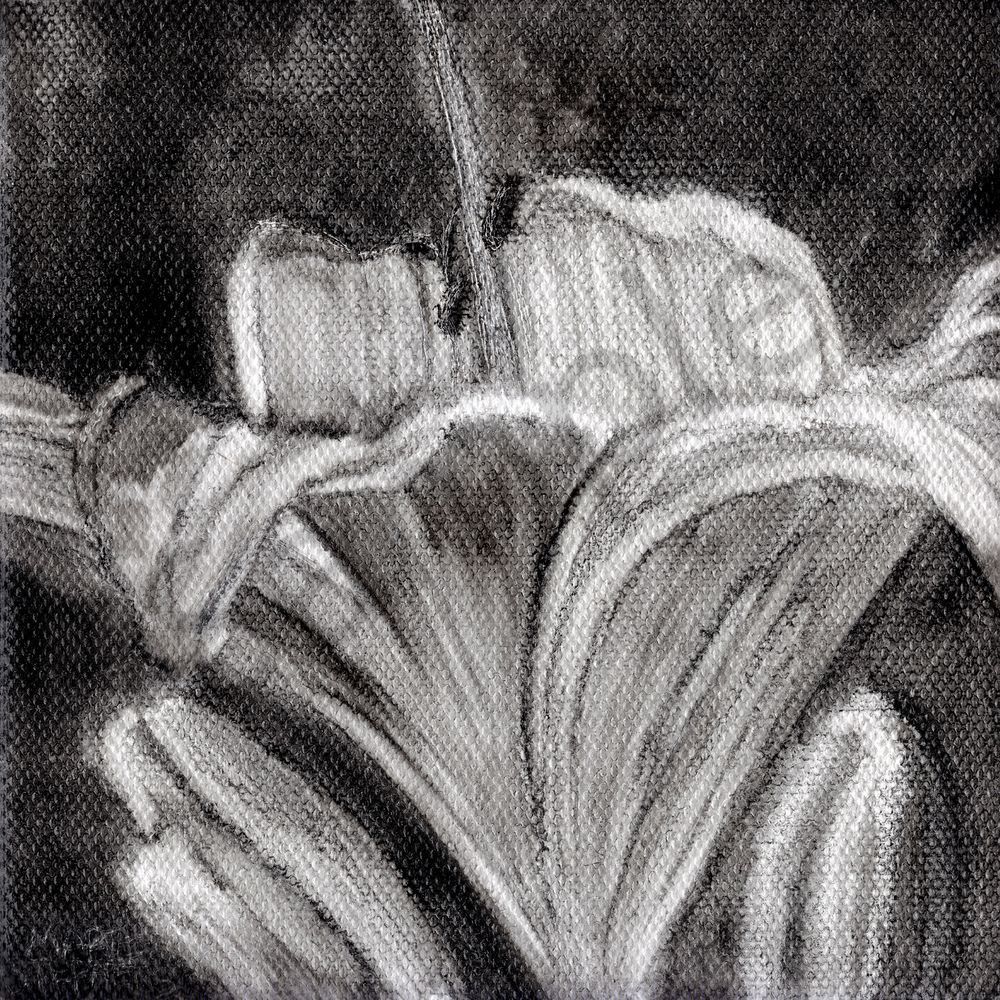 Day Lily Flower Oil Painting in Black and White