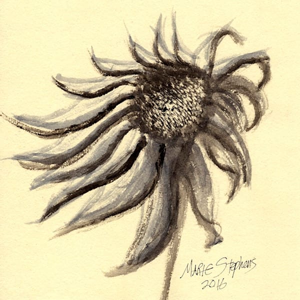 Purple Coneflower Watercolor Print s by Marie Stephens Art