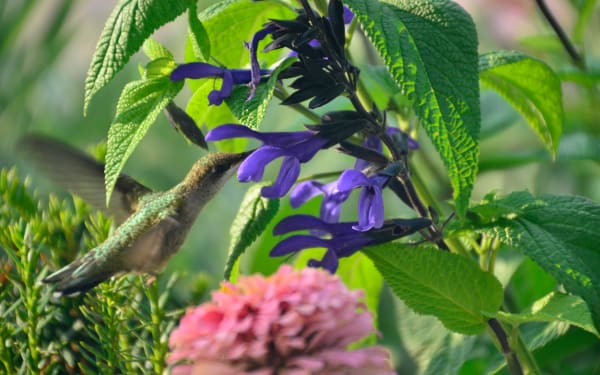 A Hummingbird Encounter Like Never Before