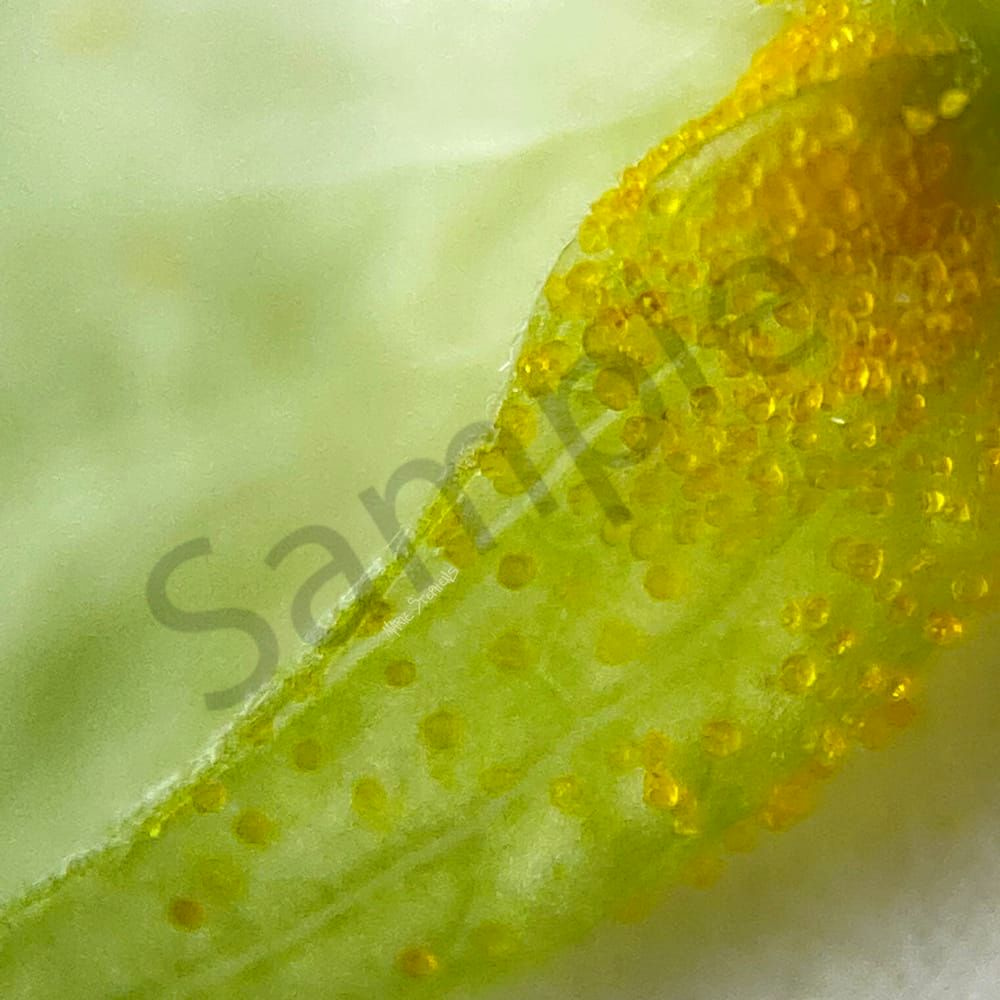 Ever Wonder What Part of the Hops Plant Gives Beer its Unique Taste? 