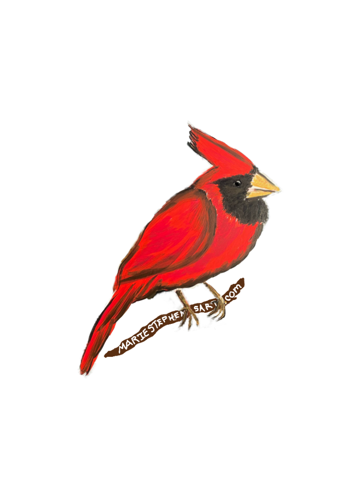 Red Cardinal Art | Marie Stephens Art