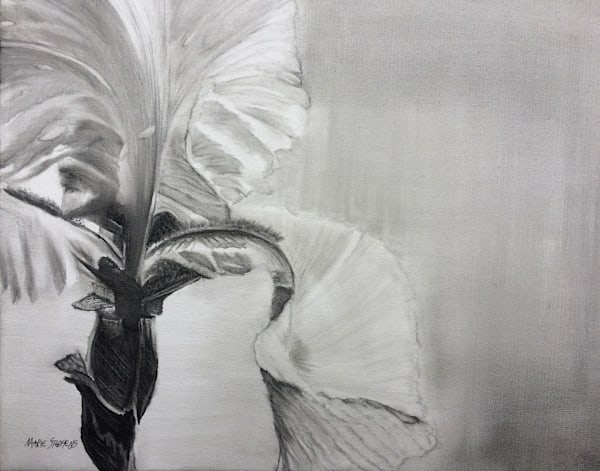 Iris, Print Art | Marie Stephens Art