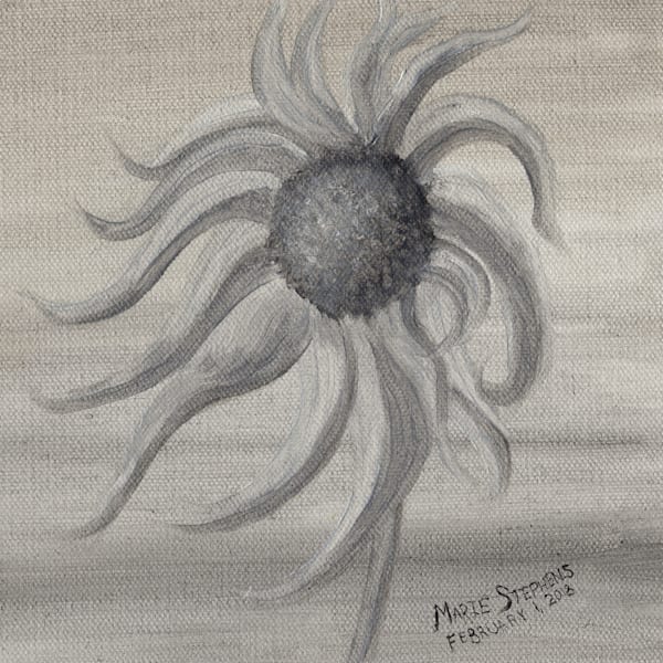 Echinacea Purpurea Fine Art Prints by Marie Stephens, Artist