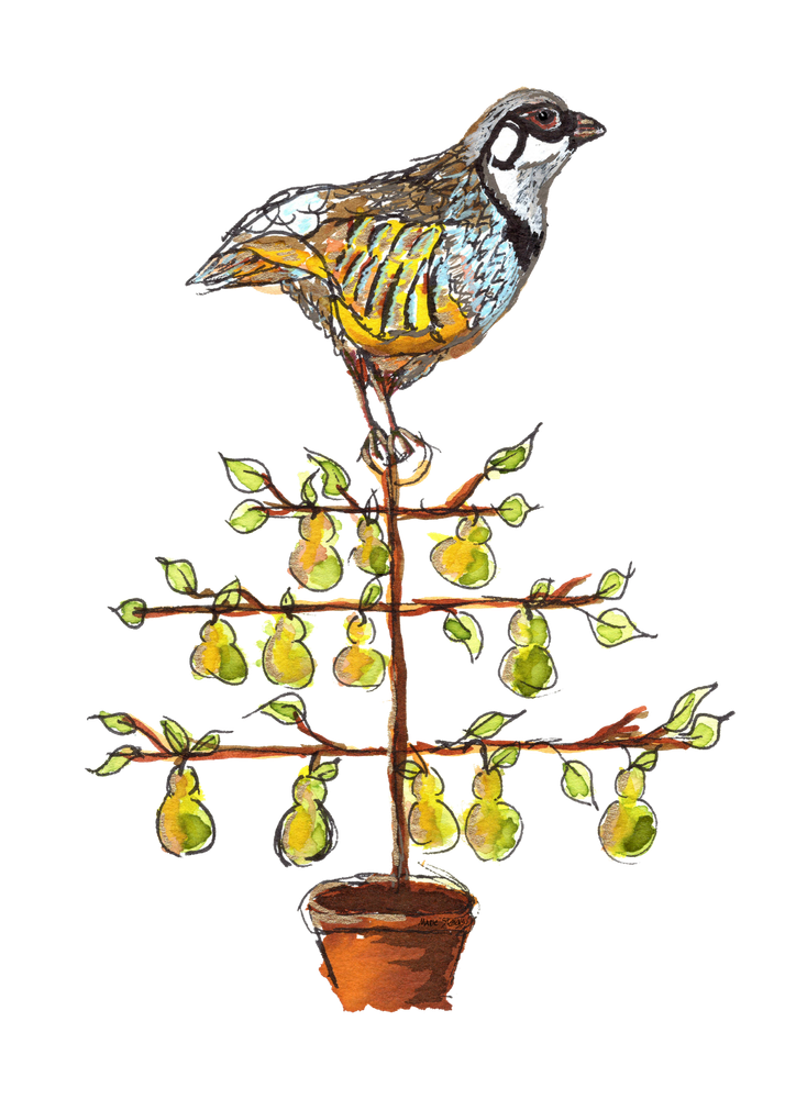Partridge In A Pear Tree, Watercolor, Tshirt Art | Marie Stephens Art