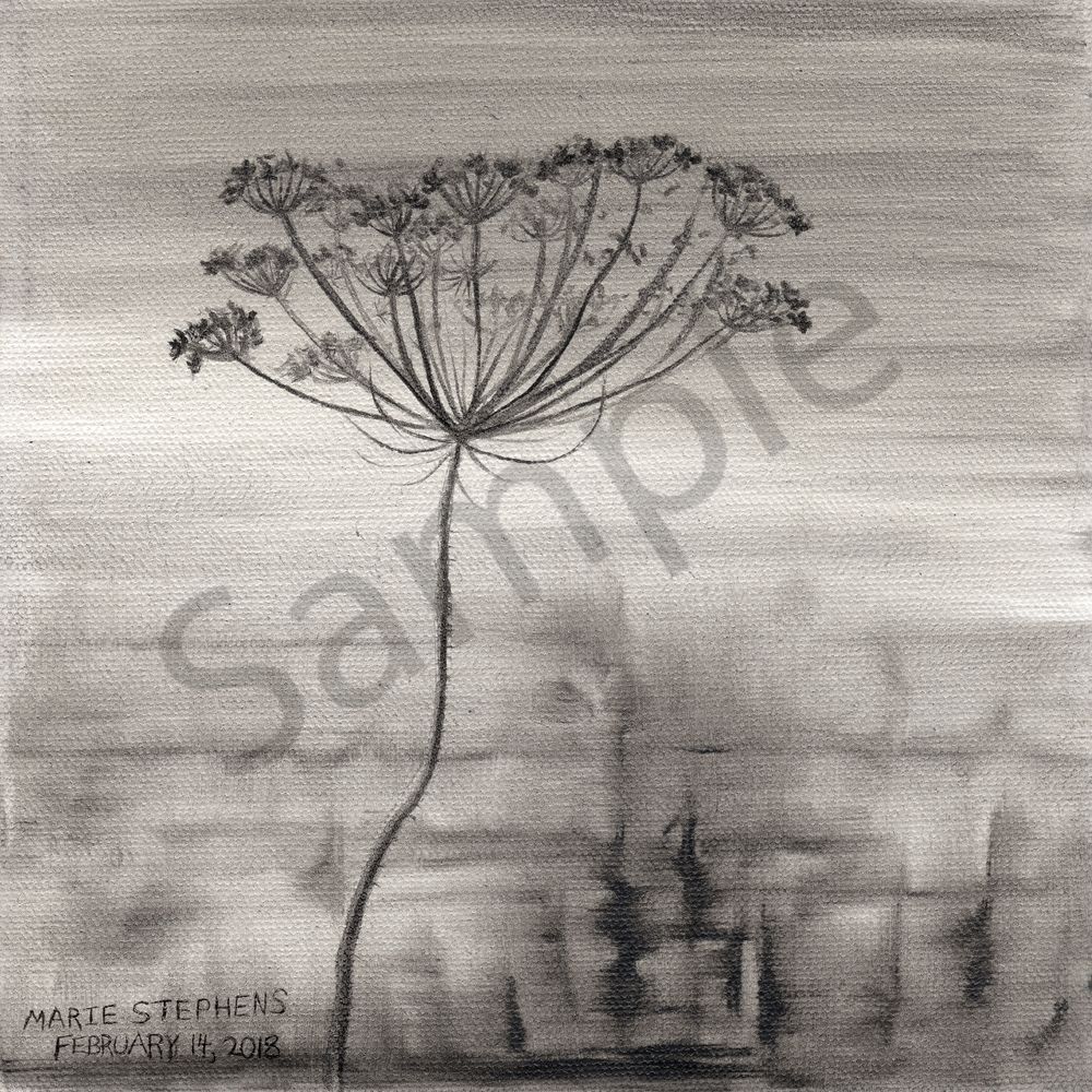 Order a Queen Ann's Lace Wall Art Print by Marie Stephens Art