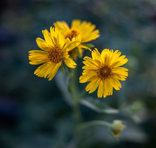 Fantastic Flora