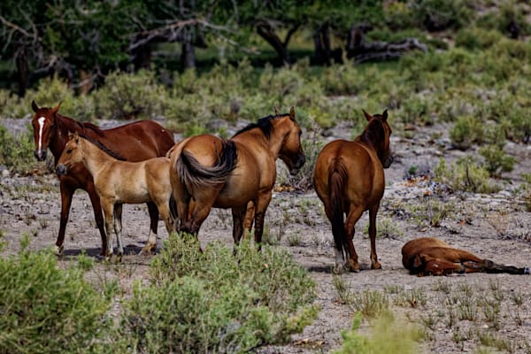 Wildlife Wonders