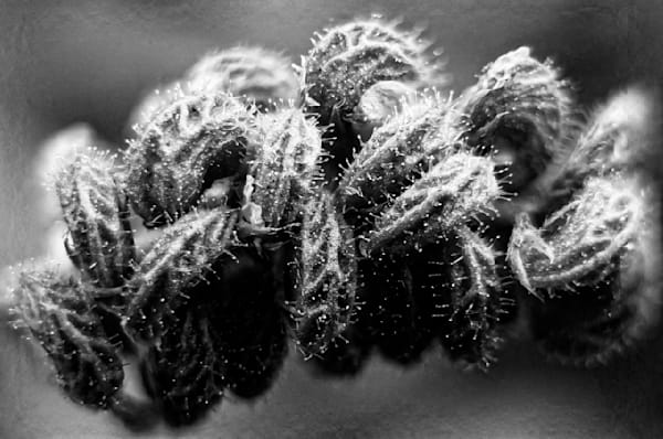Macro Photography