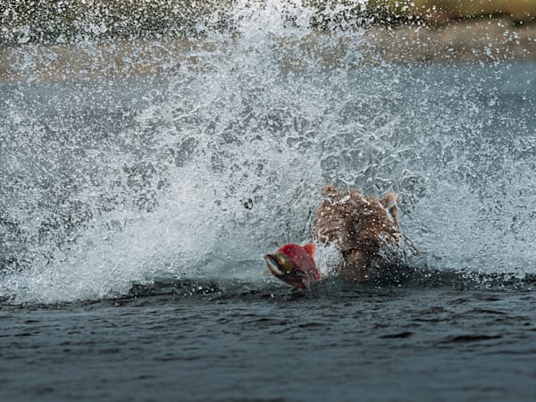 Breaking The Surface Photography Art | Marcus Johnson Photography