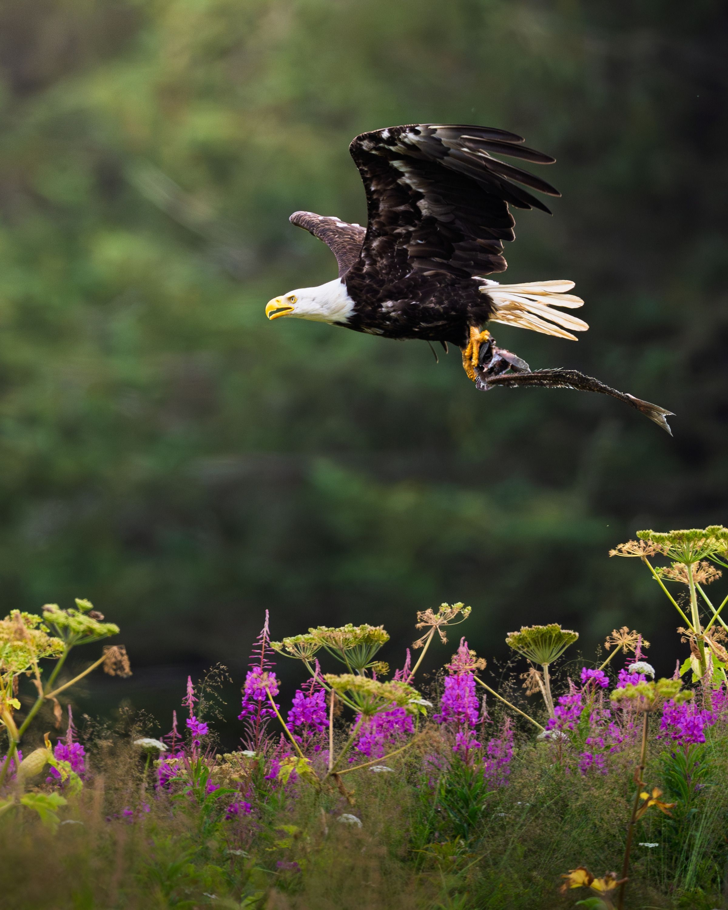 
        <div class='title'>
          Above the Wild Meadow
        </div>
       