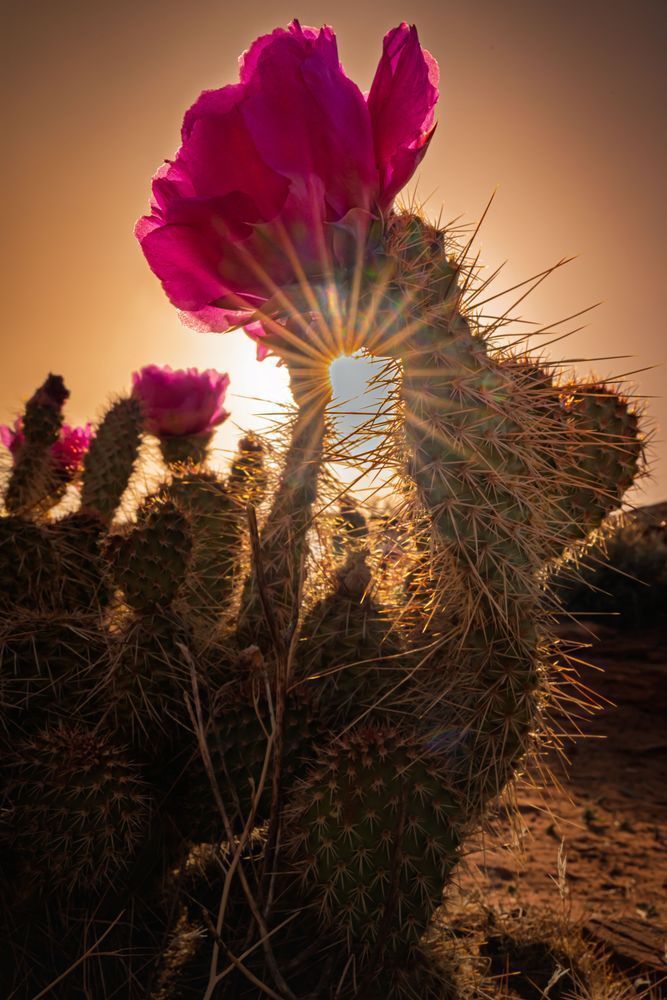 Resilience In Bloom Photography Art | Marcus Johnson Photography