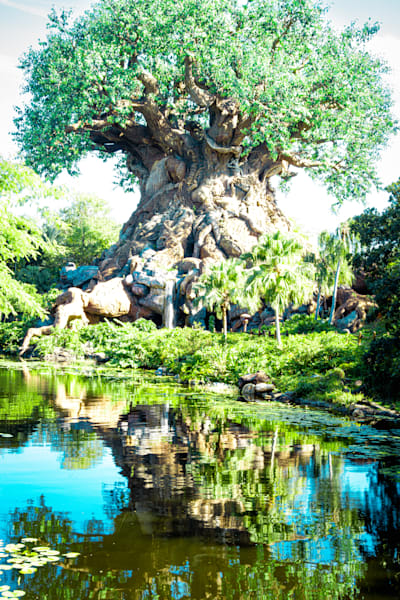 Rooted Reflection Photography Art | Marcus Johnson Photography