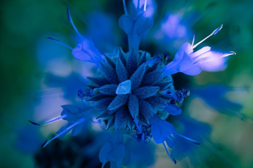 Petal Meditation Photography Art | Marcus Johnson Photography