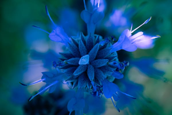 Petal Meditation Photography Art | Marcus Johnson Photography