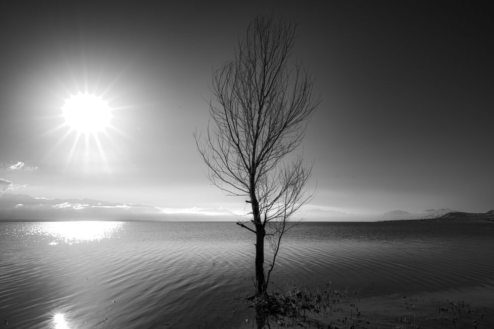 Whispers Of Stillness Monochrome Photography Art | Marcus Johnson Photography